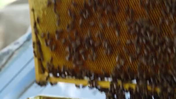 Bijen op honingraat. Honing oogst. Bijenhouder dame voorzichtig verwijdert bijen uit het frame. imker krijgt honingraat uit de korf, honing, bijen, bijenkorf macro — Stockvideo