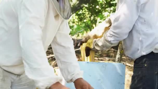 Dos apicultores sacan el panal de la colmena y colocan la cosecha de miel . — Vídeos de Stock