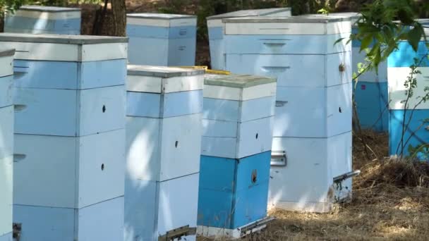 Colmena con abejas a la sombra de un árbol — Vídeos de Stock