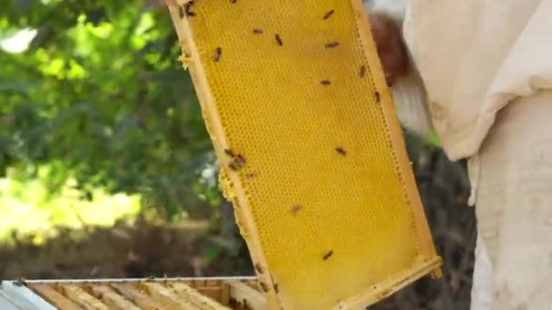 Arılar bal peteğinde. Bal hasatı Arıcı arıları nazikçe çerçeveden çıkarır. Arı yetiştiricisi kovandan bal peteği alır, bal, arı, arı, makro — Stok video