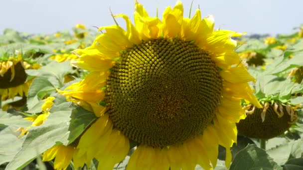 Zonnebloemen in een zomerveld. Een close-up. Prachtige gele zonnebloem bloemen in een veld verlicht door de stralen van de zon. Grote zonnebloem. Gele zonnebloemenveld — Stockvideo