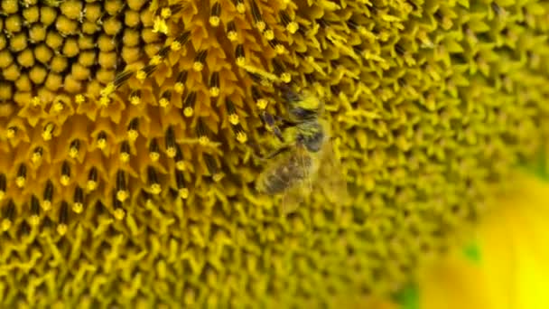 Macro di ape che raccoglie polline da girasole in campo. Profondità di campo ridotta, primo piano. — Video Stock
