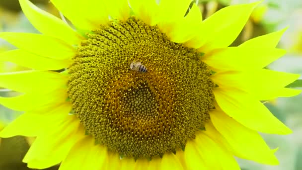 Makro lebah mengumpulkan serbuk sari dari bunga matahari di lapangan. Kedalaman bidang yang dangkal, close-up. — Stok Video