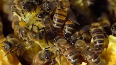 Macro manzaralı bal arıları kovanlarının üstünde akın ediyorlar.