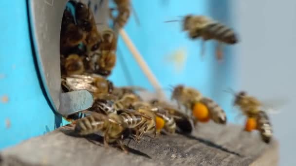 Bienen Fliegen Mit Pollen Auf Pfoten Nahsicht Zeitlupe — Stockvideo