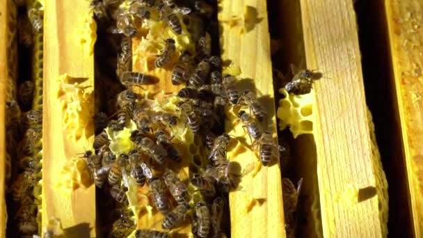 Aus Nächster Nähe Honigbienen Schwärmen Auf Ihrem Stock — Stockvideo