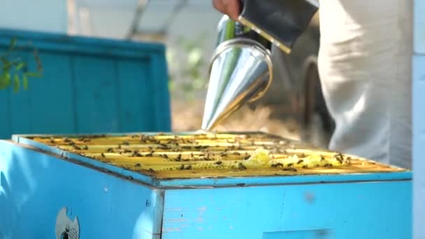 Apiculteur Fume Ruche Avec Fumée Pour Calmer Les Abeilles Prosesse — Video