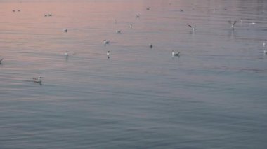 Gün batımında denizin üzerinde uçan güzel martı. Gün batımında martıların yuvası..