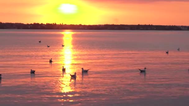 Prachtige meeuw vliegen over zee in zonsondergang achtergrond.Silhouet van meeuw met zonsondergang. — Stockvideo