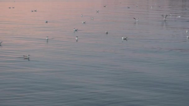일몰을 배경으로 바다 위를 나르는 아름다운 갈매기 . 석양을 배경으로 한 갈매기의 실루엣. — 비디오