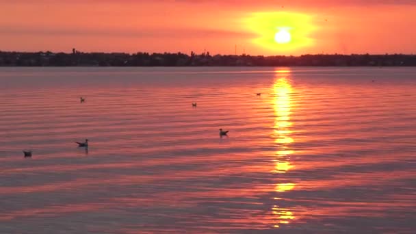 日落背景下美丽的海鸥在海面上飞翔。日落背景下的海鸥轮廓. — 图库视频影像