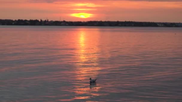 Hermosa gaviota volando sobre el mar en el fondo del atardecer.Silhouette de gaviota con puesta de sol. — Vídeo de stock