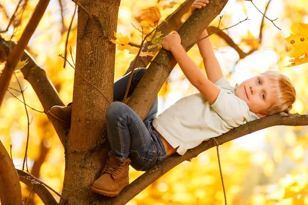 秋の木に座っている小さな少年のイメージ — ストック写真