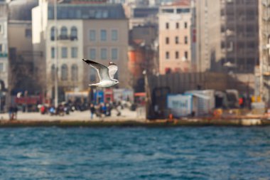 Bulanık arka planda uçan martı fotoğrafı.