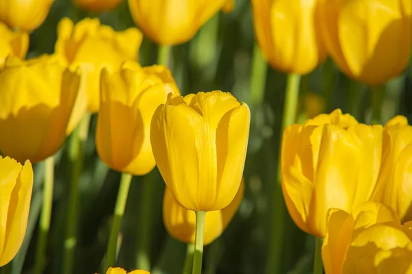 Желтый тюльпан крупным планом на фоне других цветов в клумбе . — стоковое фото