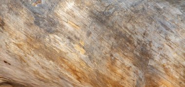 Ağaç kabuğu olmayan bir ağaç gövdesi. Arkaplan.