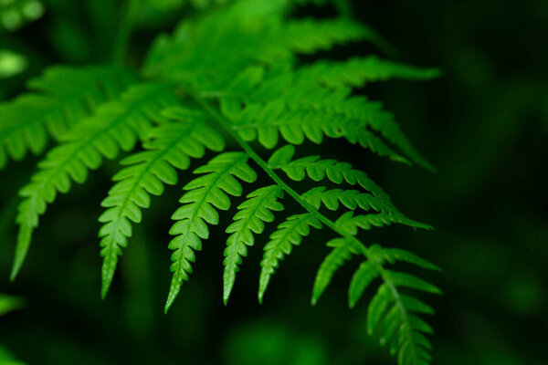 Growing green leaves of fern closeup in the forest