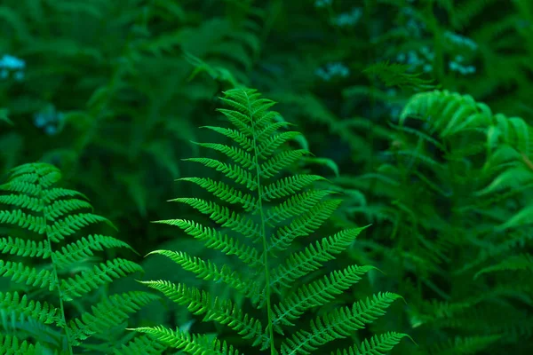 Páfrány Zöld Leveleinek Növekvő Közelsége Erdőben — Stock Fotó