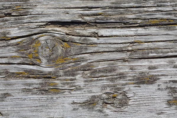 Μια παλιά γκρι σανίδα με κόμπο, από κοντά, καλυμμένη με κίτρινα βρύα. Μακρο. φόντο. Αντιγραφή χώρου — Φωτογραφία Αρχείου