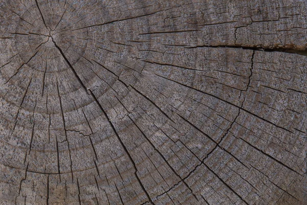 Крупный План Пилы Срезанной Дерева Старое Серое Дерево Кольца Деревьев — стоковое фото
