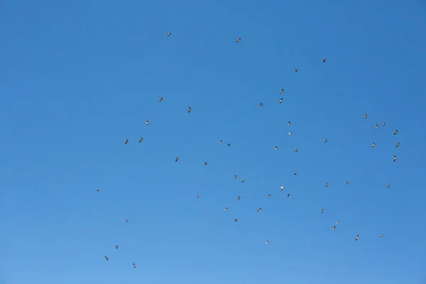 Muitos pássaros voam contra o céu azul — Fotografia de Stock
