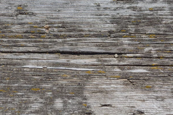 An old gray board with a knot, close-up, covered with yellow moss. Macro. background. Copy space — Stock Photo, Image