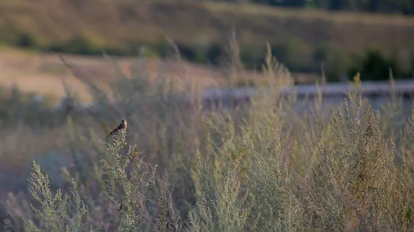 L'oiseau est assis sur l'herbe. La douce lumière du coucher du soleil. Oiseau dans son environnement naturel. — Photo