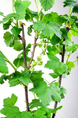 Kırmızı üzümlü, yeşil, olgunlaşmamış böğürtlenli, beyaz arka planda..