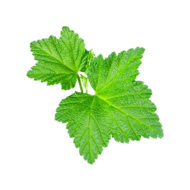 İki yaprak kuşüzümü yakından. Beyaz arkaplanda izole et