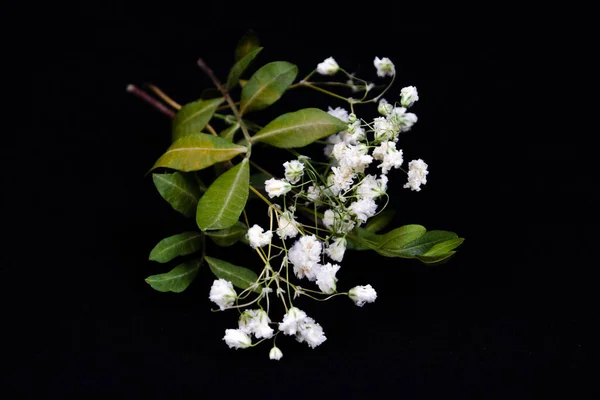 Suché Bílé Gypsophila Zelenými Listy Pozadí Chen Stock Fotografie