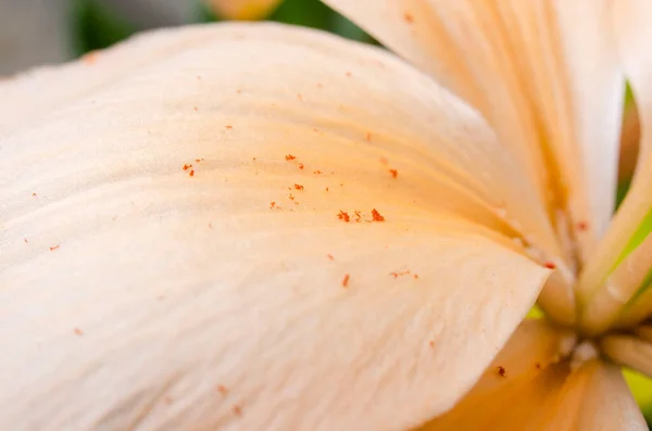 Beige Lilienblüte Mit Orangefarbenen Pollen Darauf Nahaufnahme — Stockfoto