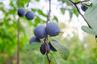 Mavi dikenli yaban turtası meyveleri ya da bir dala yakın duran yaban eriği