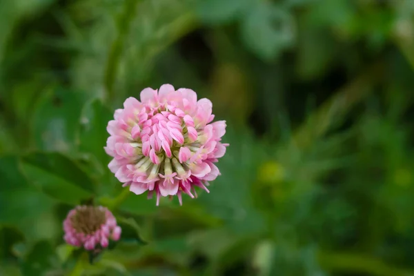 Bela Flor Trevo Rosa Delicada Fundo Verde Espaço Cópia — Fotografia de Stock