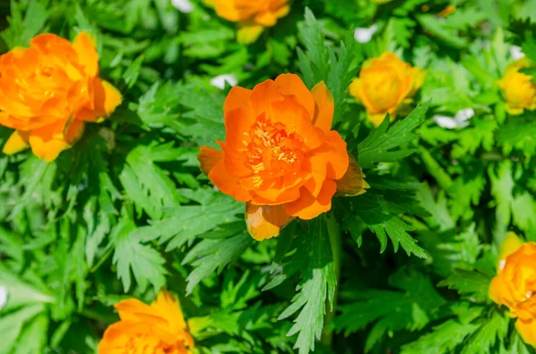 Helder Oranje Badpak Bloemen Een Achtergrond Van Groen Gebladerte Natuurlijke — Stockfoto