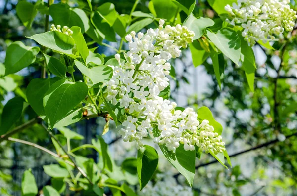 春の晴れた日に茂みの上に白いライラックの花 — ストック写真