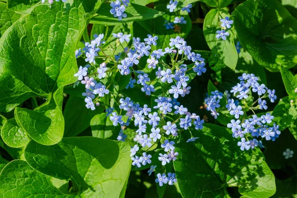 春の緑の葉を背景にブルーナーの青い花 Brunnera — ストック写真