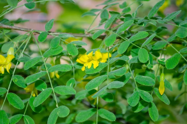 黄色のアカシアの花で 葉は都市の塵で覆われていますカラガナArboresens — ストック写真