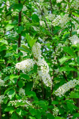 Dalların kiraz çiçekleri doğal arka planda çiçek açar.