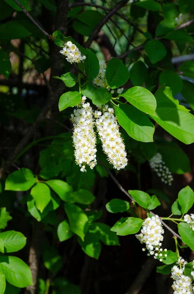 Las Ramas Pájaro Cerezo Florece Fondo Natural — Foto de Stock