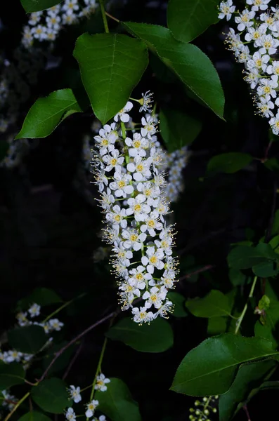 White Bird Cherry Flower Dark Background Bush Evening — Stock Photo, Image