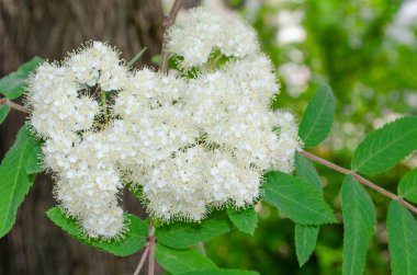 İlkbaharda, ağaç kabuğu ve yeşilliğin arka planında Kızıl Rowan 'ın narin şenlikli çiçeği