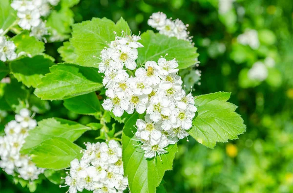 明るい日差しの中で白い春のサンザシの花 — ストック写真