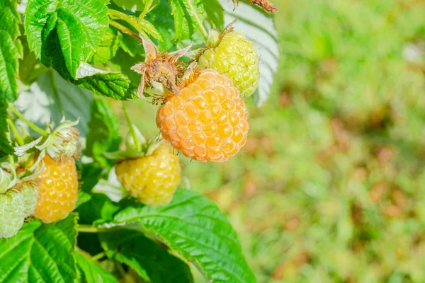 Framboise Remontant Jaune Poussant Sur Buisson Par Une Journée Ensoleillée Images De Stock Libres De Droits