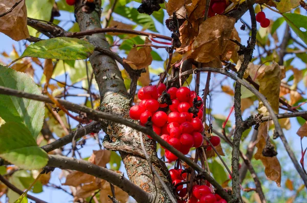 Red Berries Siberian Lemongrass Autumn Bush Withered Leaves — Stock Photo, Image