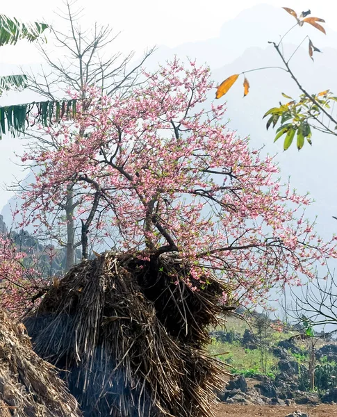 Giang Vietnam Januar 2019 Frühling Die Einfachen Häuser Blühende Pfirsichblüten — Stockfoto