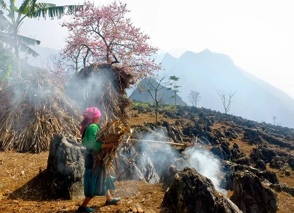 Giang ベトナム 2019年1月22日民族モン族の10代 ハザン山岳地域 ベトナム ピッキング 桃の花 — ストック写真