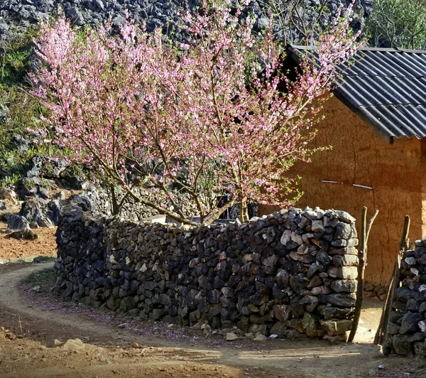 HA devi, VİETNAM, 16 Ocak 2019 İlkbaharda, basit evler, çiçek açan şeftali ağaçları, Vietnam 'ın en kuzeyindeki Ha Giang' ın bulunduğu kaya platosu.