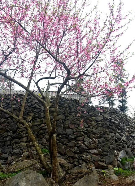 HA devi, VİETNAM, 16 Ocak 2019 İlkbaharda, basit evler, çiçek açan şeftali ağaçları, Vietnam 'ın en kuzeyindeki Ha Giang' ın bulunduğu kaya platosu.