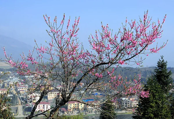SA PA, LAO CAI, VIET NAM, 8 Nisan 2020 bahar manzarası, Sapa yüksek dağları, Lao Cai bölgesi,