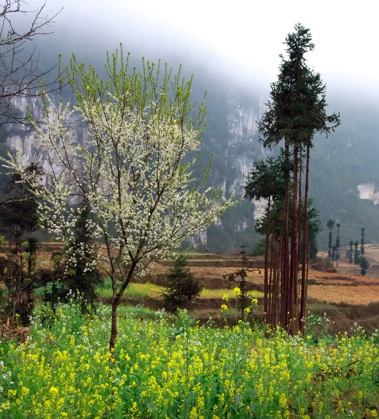 Lao Cai Viet Nam April 2020 Lentelandschap Sapa Hoge Bergen — Stockfoto